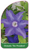 Clematis 'The President'