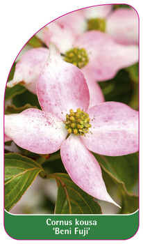 Cornus kousa 'Beni Fuji'