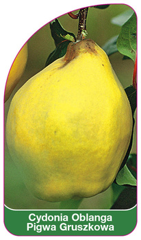 Cydonia Oblanga Coacăz de pere, 68 x 120 mm