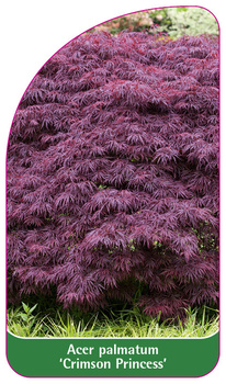 Acer palmatum 'Crimson Princess'