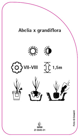 Abelia x grandiflora