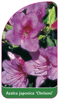 Azalea japonica 'Chelsoni'