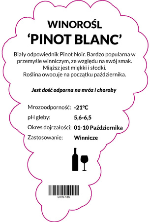 Winorośl Pinot Blanc