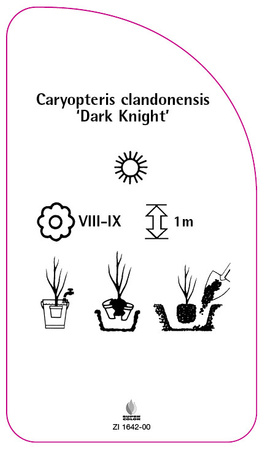 Caryopteris clandonensis 'Dark Knight'