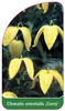Clematis orientalis 'Corry'