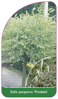 Salix purpurea 'Pendula'