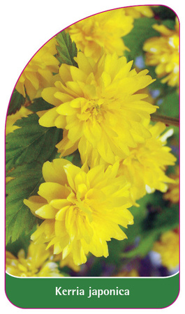 Kerria japonica