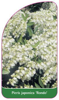 Pieris japonica 'Rondo'