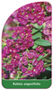 Kalmia angustifolia
