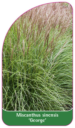 Miscanthus sinensis 'George'