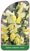 Cytisus scoparius 'Luna'