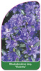 Rhododendron impeditum 'Violetta'