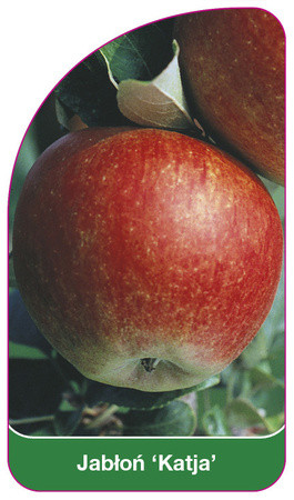 Jabłoń 'Katja'
