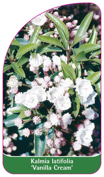 Kalmia latifolia 'Vanilla Cream'