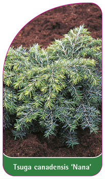 Tsuga canadensis 'Nana'