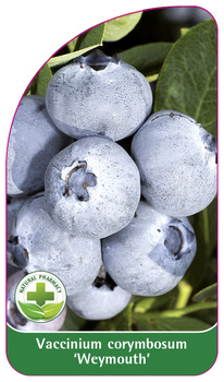 Vaccinium corymbosum 'Weymouth'