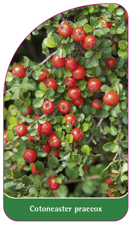 Cotoneaster praecox
