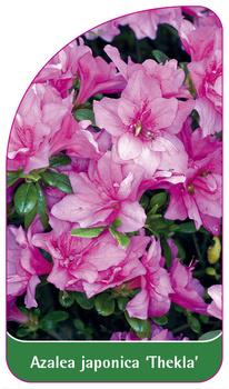 Azalea japonica 'Thekla'