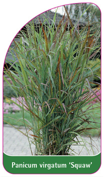 Panicum virgatum 'Squaw'