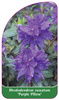 Rhododendron russatum 'Purple Pillow'
