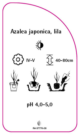 Azalea japonica, lila