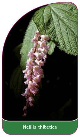 Neillia thibetica