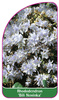 Rhododendron 'Bili Novinka'