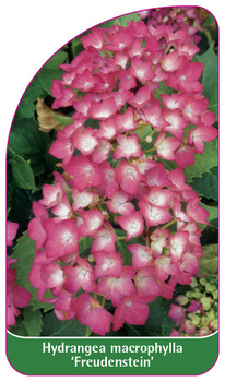 Hydrangea macrophylla 'Freudenstein'