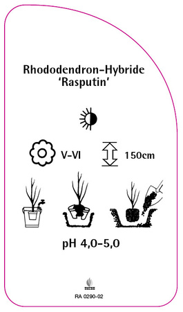 Rhododendron-Hybride 'Rasputin'