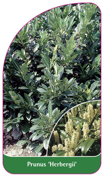 Prunus 'Herbergii'