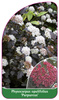 Physocarpus opulifolius 'Purpureus'