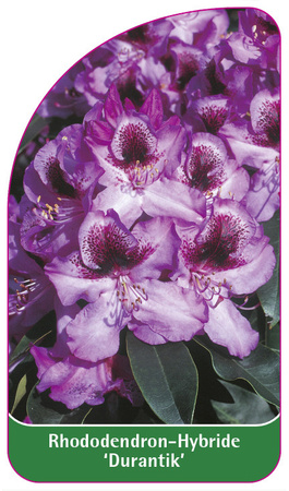 Rhododendron-Hybride 'Durantik'