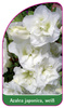 Azalea japonica, weiß