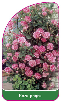 Pnoucí růže č. 314 B