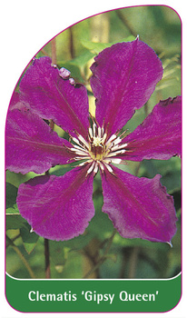 Clematis 'Gipsy Queen'