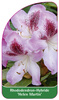 Rhododendron-Hybride 'Helen Martin'