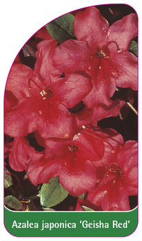 Azalea japonica 'Geisha Red'