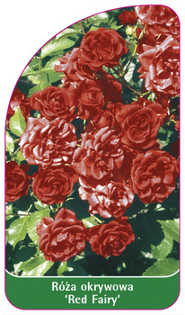 Róza okrywowa 'Red Fairy'