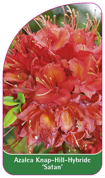 Azalea Knap-Hill-Hybride 'Satan'
