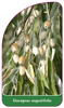 Ealeagnus angustifolia