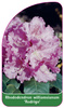 Rhododendron williamsianum 'Rodrigo'