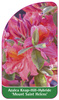 Azalea Knap-Hill-Hybride 'Mount Saint Helens'