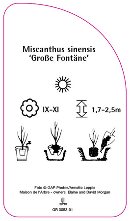 Miscanthus sinensis 'Große Fontäne'