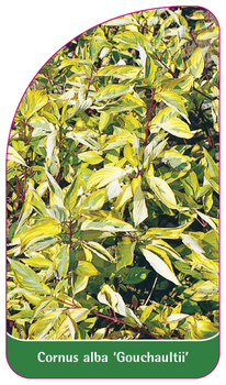 Cornus alba 'Gouchaultii'