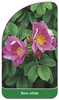 Rosa nitida