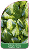 Hedera colchica 'Sulphur Heart'