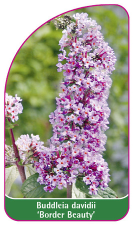 Buddleia davidii 'Border Beauty'