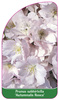 Prunus subhirtella 'Autumnalis Rosea'