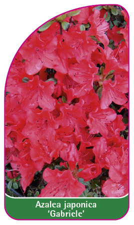 Azalea japonica 'Gabriele'