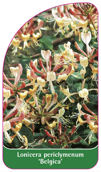 Lonicera periclymenum 'Belgica'